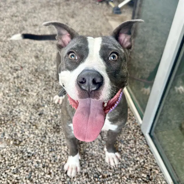 Slip - American Pit Bull Terrier
