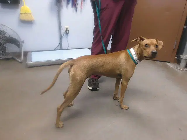 Turbo - Basenji