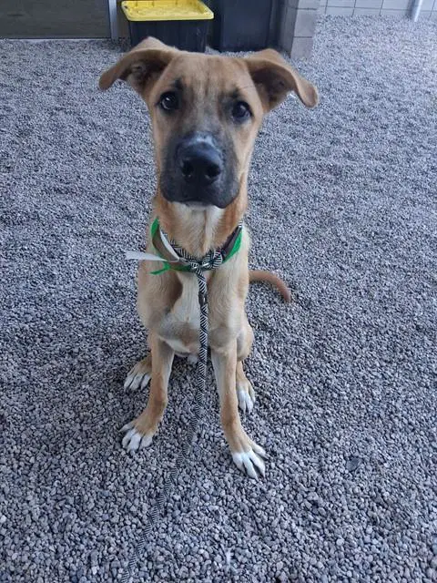 Dodger image 1