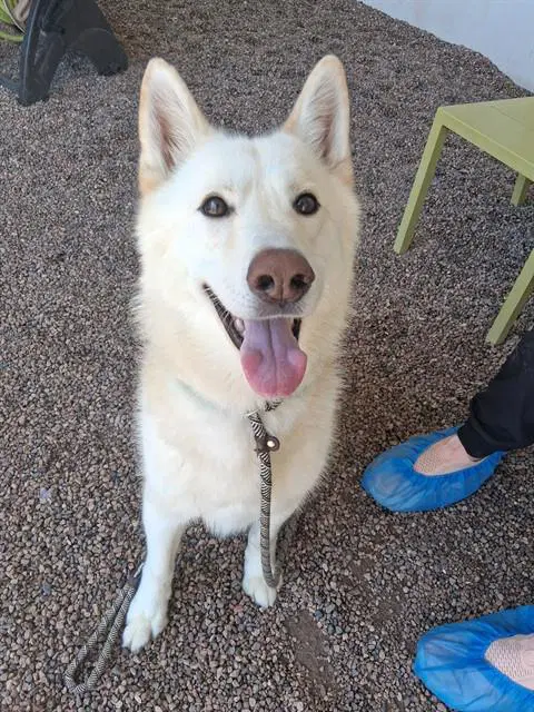 Timber - Husky
