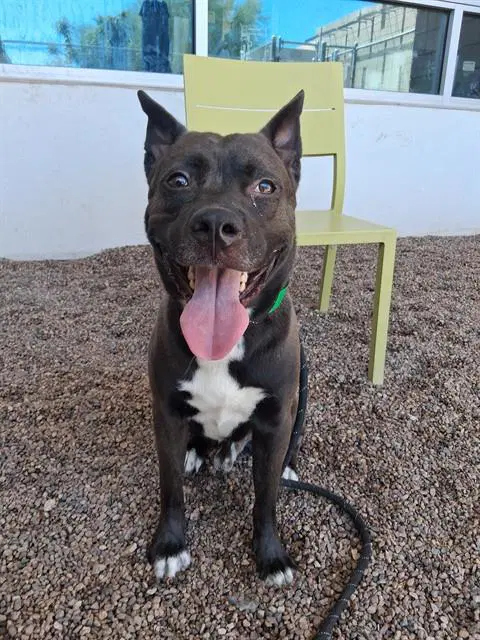 Mushu - American Pit Bull Terrier