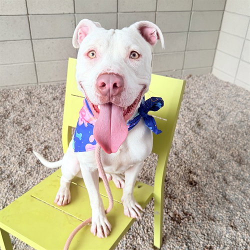 ZIGZAG, a dog for adoption from Maricopa County Animal Care & Control - East Valley Animal Care Center