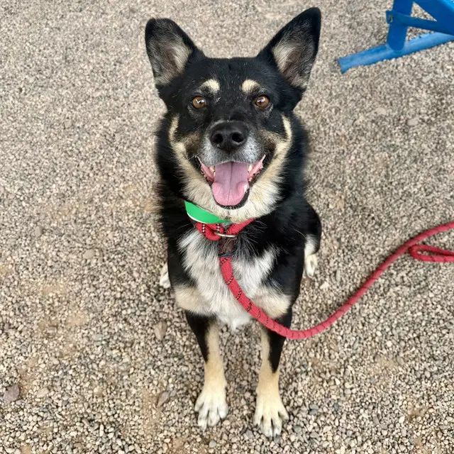 Keenan - German Shepherd Dog