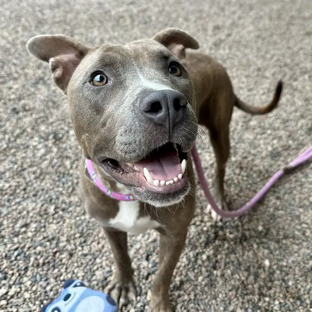 Yari - American Pit Bull Terrier