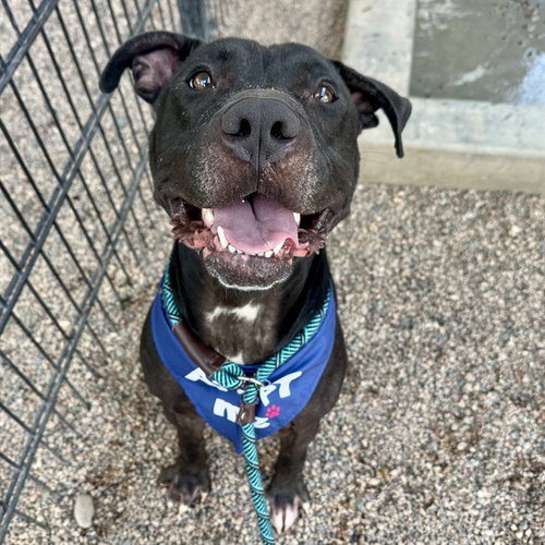 CHOP, a dog for adoption from Maricopa County Animal Care & Control - East Valley Animal Care Center