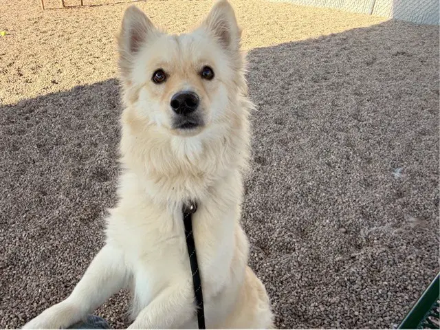 Monty - American Eskimo Dog