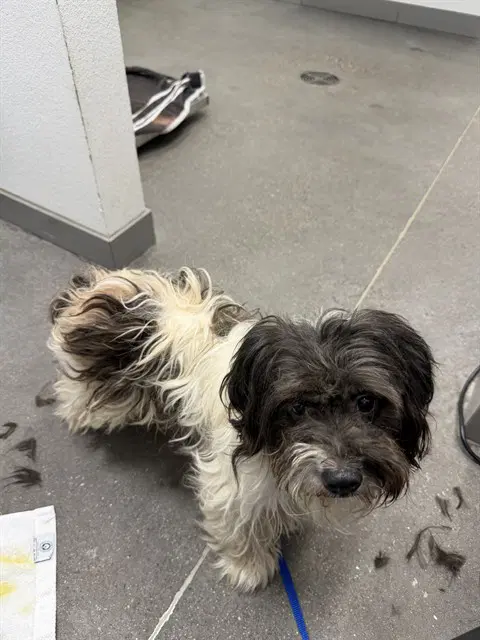 Gingham - Lhasa Apso