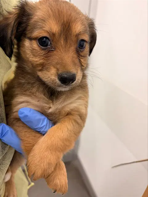 Merida - Australian Kelpie