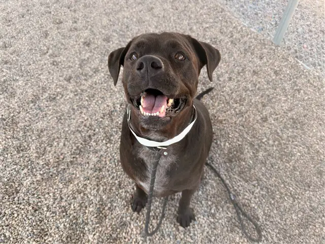 Wallen - Labrador Retriever