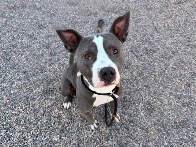 Sharky - American Pit Bull Terrier