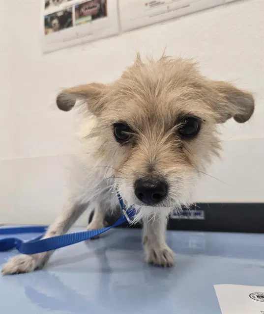 Noodle - Cairn Terrier