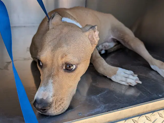 Nugget - American Pit Bull Terrier