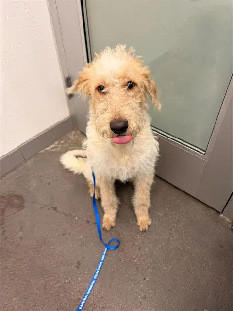 Trixie - Poodle (Standard)