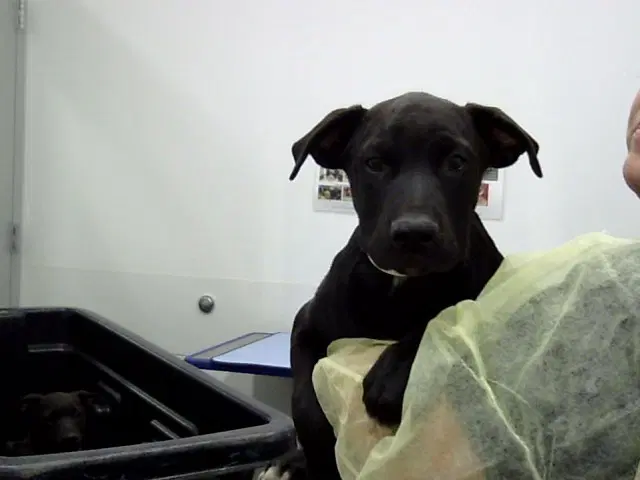 River - Labrador Retriever