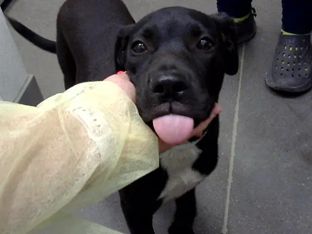 Pebbles - Labrador Retriever