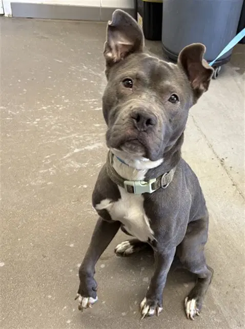 Dunston - American Pit Bull Terrier