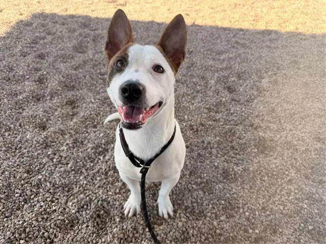 Spyro - Jack Russell Terrier (Parson Russell Terrier)