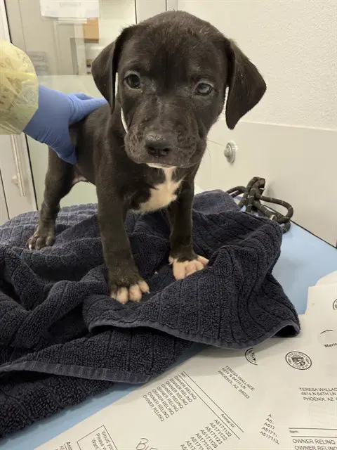 Autumn - American Pit Bull Terrier