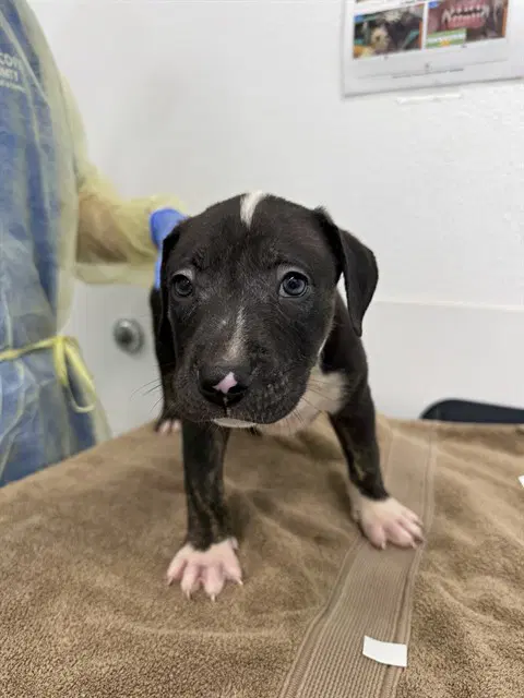 Rusty - American Pit Bull Terrier