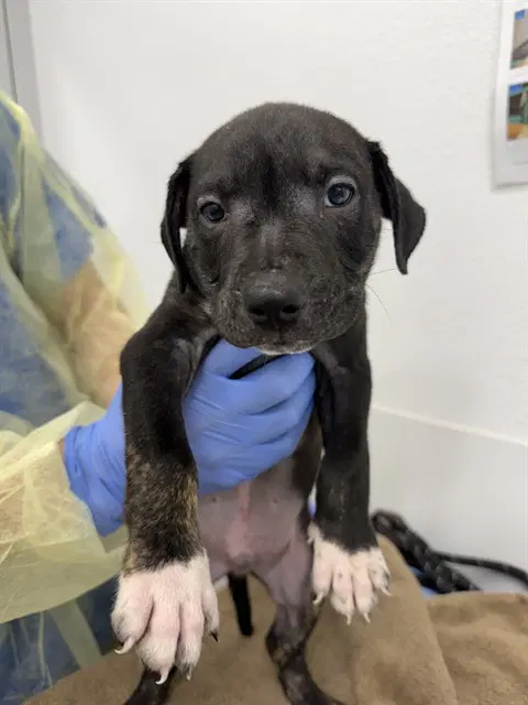 Cider - American Pit Bull Terrier