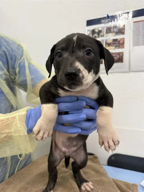 Acorn - American Pit Bull Terrier