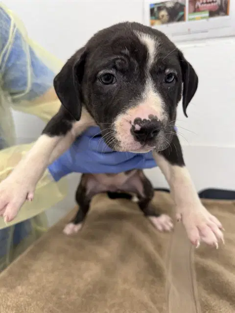 Hazel - American Pit Bull Terrier