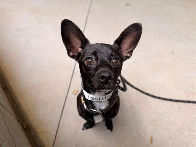 Sicario - Chihuahua