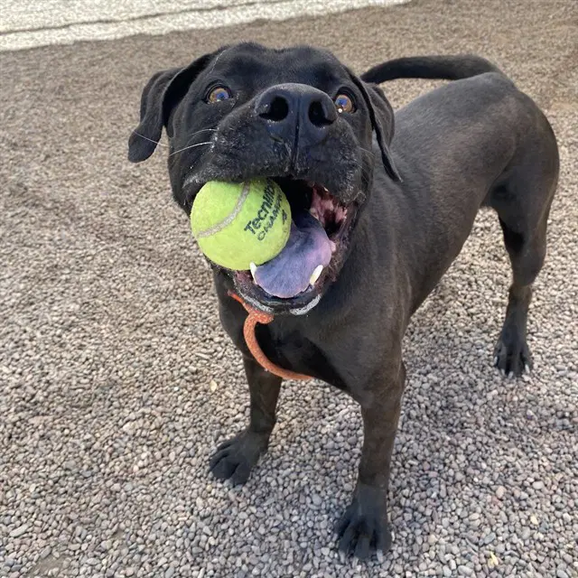 Bruno - American Pit Bull Terrier