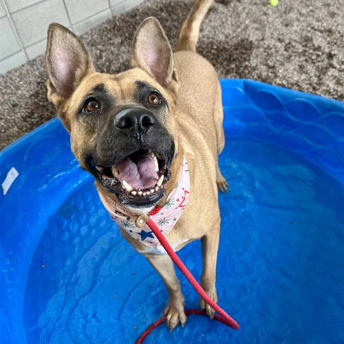 VELMA, a dog for adoption from Maricopa County Animal Care & Control - East Valley Animal Care Center