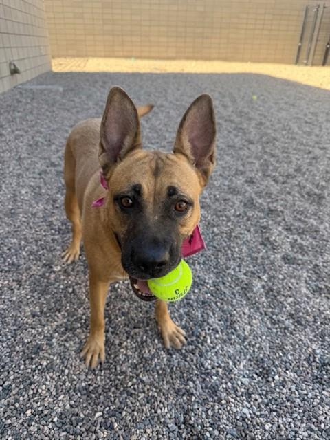 Velma, German Shepherd Dog / American Pit Bull Terrier / Mixed (medium coat)