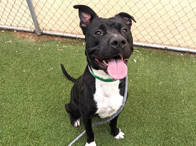 Bugatti - American Pit Bull Terrier
