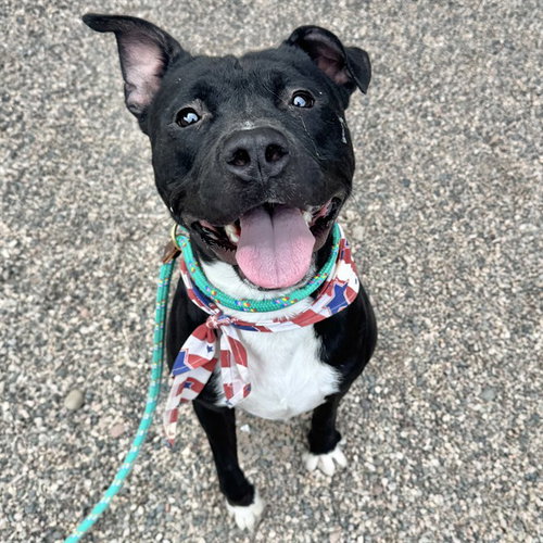 BUGATTI, a dog for adoption from Maricopa County Animal Care & Control - East Valley Animal Care Center