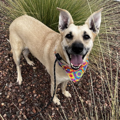 NALA, a dog for adoption from Maricopa County Animal Care & Control - East Valley Animal Care Center