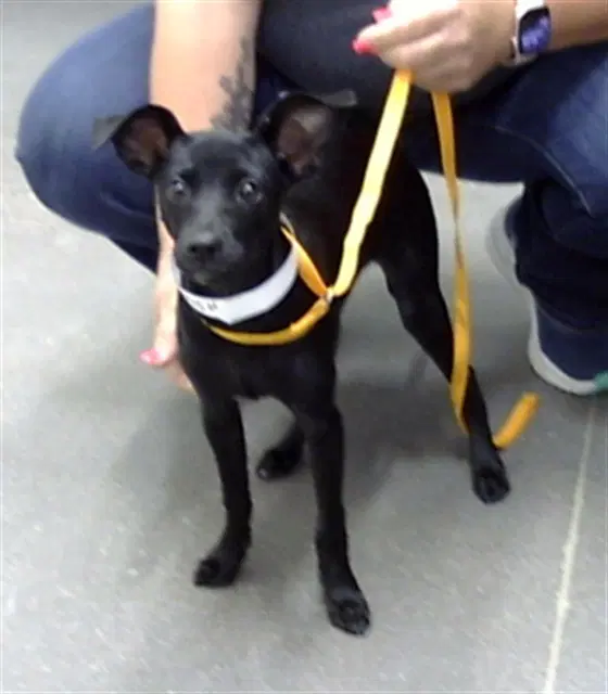 Charlotte - Chihuahua