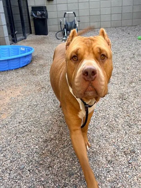 Boxer - Cane Corso Mastiff