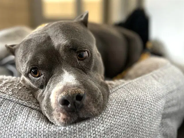 Ava - American Pit Bull Terrier