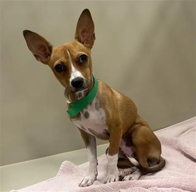 Goggins - Chihuahua