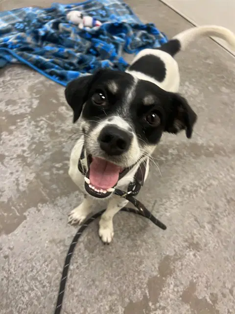 Neo - Parson Russell Terrier