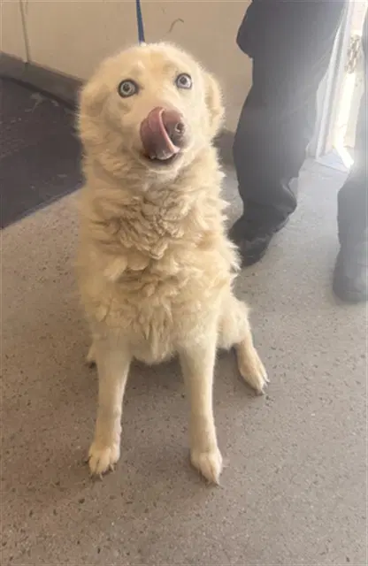 Floof - Samoyed