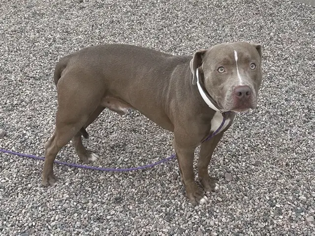 Russo - American Pit Bull Terrier