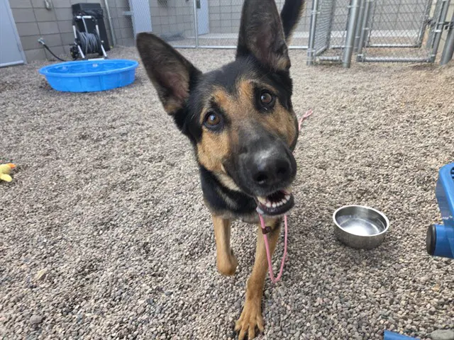 Otto - German Shepherd Dog