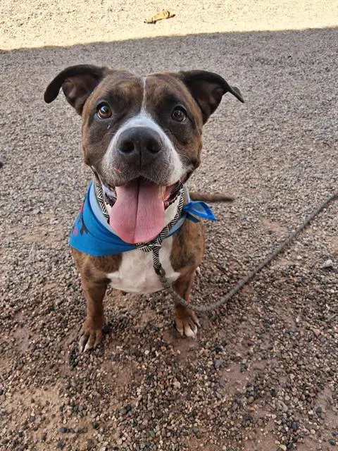Mocha - American Pit Bull Terrier
