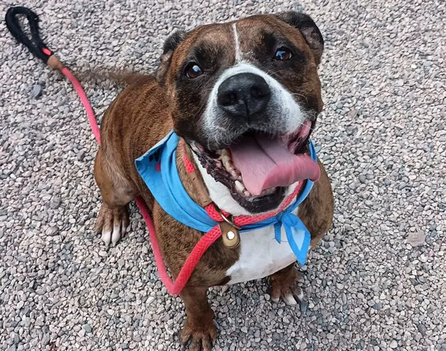 Mocha - American Pit Bull Terrier