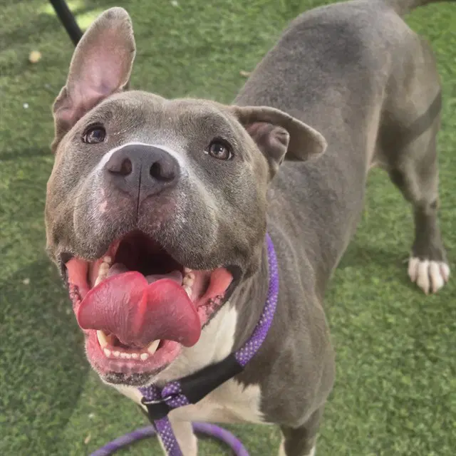 Eeyore - American Pit Bull Terrier