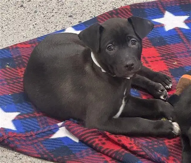 Bread - Labrador Retriever