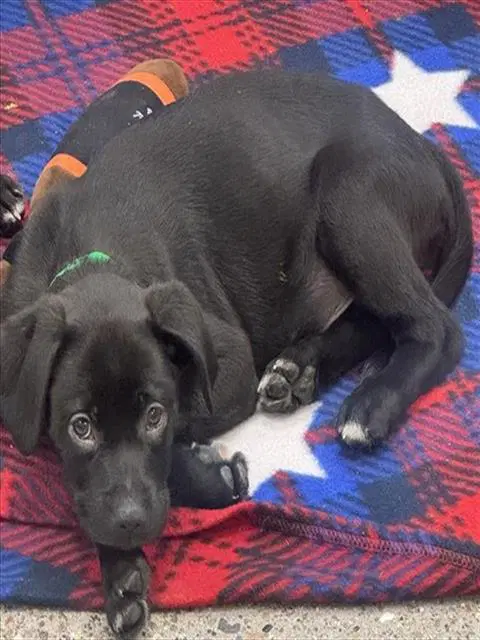 Bologna Cheese - Labrador Retriever
