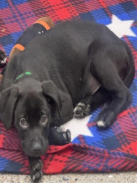 Bologna Cheese