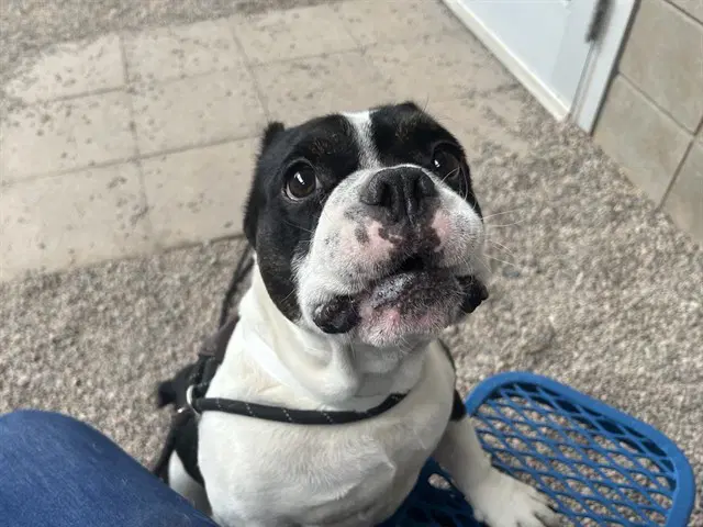 Flapjack - Bulldog