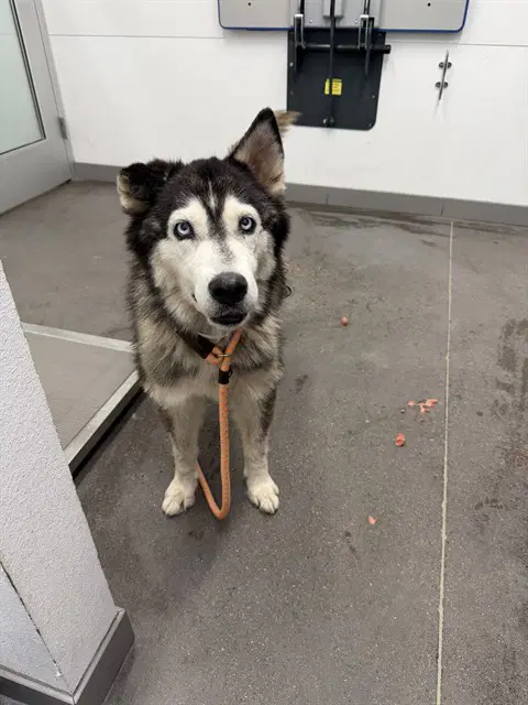 Tiger Lilly - Siberian Husky