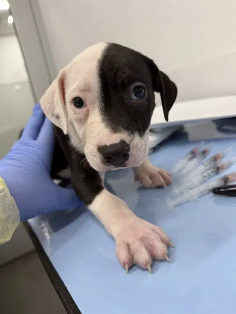 Lily - American Pit Bull Terrier